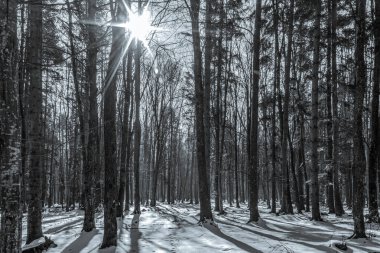 Kardaki kış ormanı, ağaçların dalları ve ağaçları