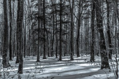 Kışın siyah ve beyaz orman