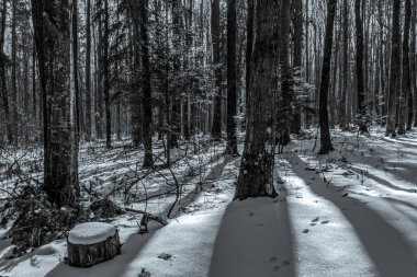 Dağlardaki ormanın kış manzarası