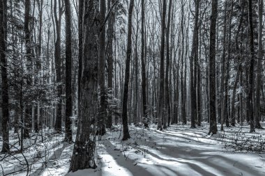 Güzel bir kış ormanı manzarası