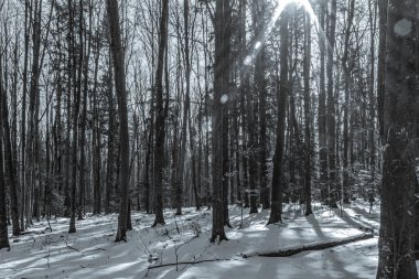 Kış karla kaplı ağaçlar parkta