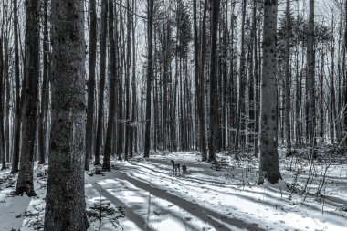 Karlı ağaçlar ve uzun gövdelerle dolu güzel bir manzara. Bir kış günü, Letonya..