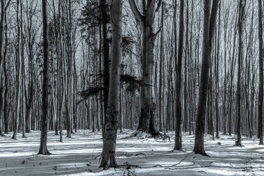 Siyah ve beyaz kış manzarası