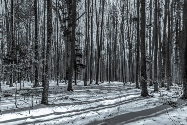 Kışın ağaçlı orman