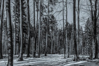 Çam ağaçlarıyla kaplı güzel kış manzarası