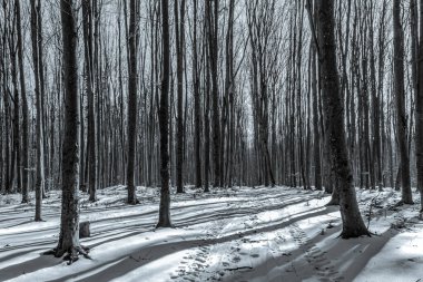 Karla kaplı kış manzarası