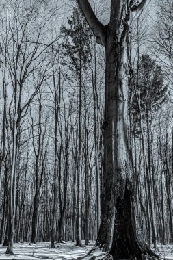 Karla kaplı ağaçlarla kaplı kış manzarası