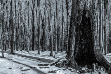 Parkın kış manzarası