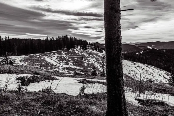 Kara ve beyaz kış manzarası, tahta çitleri ve karla kaplı köknar bulutlu bir günde ağaçlar.