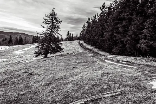 Ağaçlar ve dağlarla dolu güzel kış manzarası.