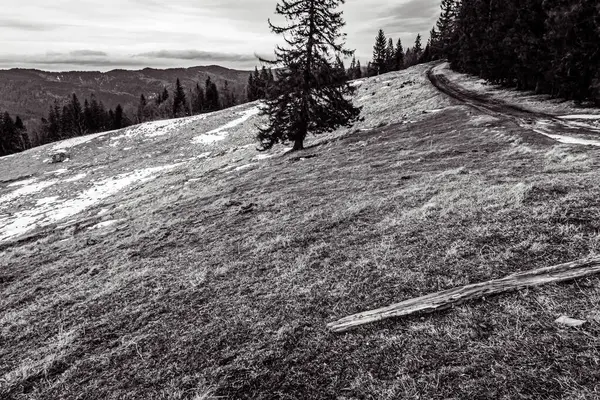 Dağın tepesine yürüyüş parkurunda. siyah beyaz fotoğraf. Karpatlar, Ukrayna, Karpatlar