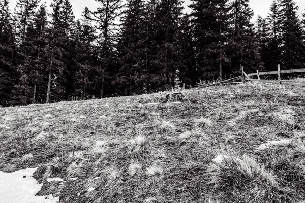 Orman, Karpatlar, Doğa Fotoğrafları - Avrupa, Doğu Avrupa, Romanya 