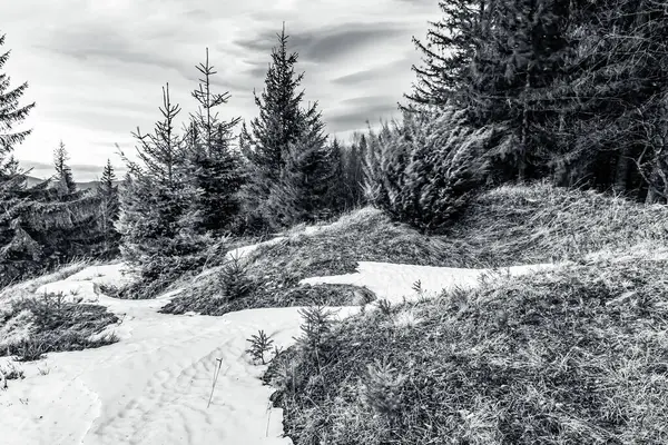 siyah ve beyaz kar - kışın çam ağaçları