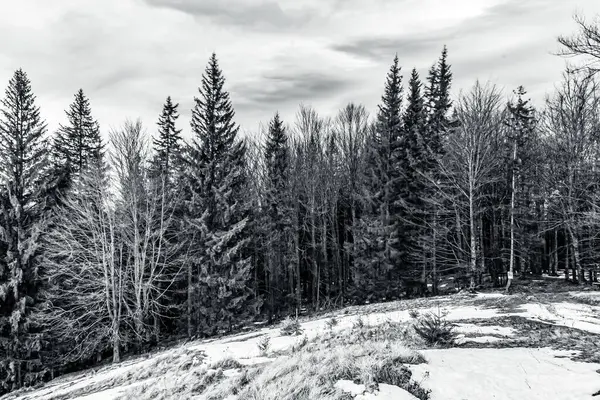 Orman, Karpatlar, Doğa Fotoğrafları - Avrupa, Doğu Avrupa, Romanya 