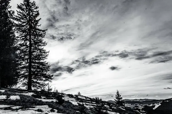 Bulutlu bir günde ağaçlı bir ormanın güzel bir görüntüsü.