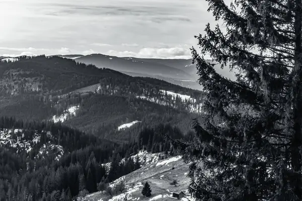 Ormandaki bir dağın gri tonlu görüntüsü.
