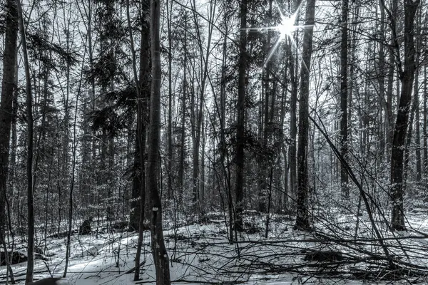 Karlı kış çamı ormanı