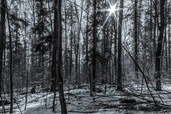 Ormanın güzel kış manzarası