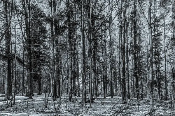 Ormanın siyah ve beyaz görüntüsü.