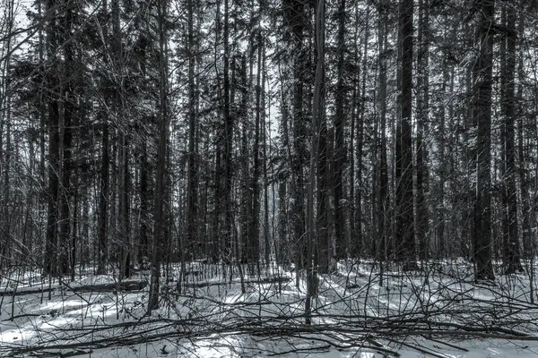 Ormandaki bir ağacın siyah beyaz fotoğrafı.