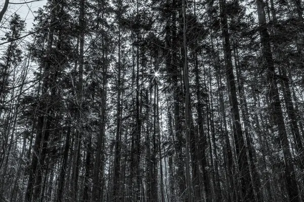 Akşamları karanlık kara orman. siyah beyaz fotoğraf.