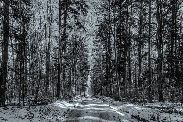Ormanın ortasında güzel kış ormanı yolu