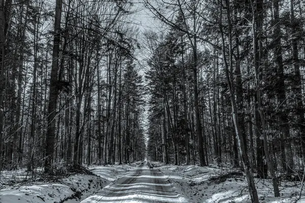 Kışın güzel bir orman görüntüsü.