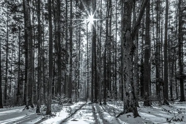 Karla kaplı ağaçlarla kaplı kış manzarası