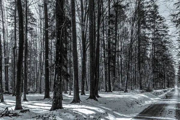 Dağlardaki kış ormanlarında yol. siyah beyaz fotoğraf.