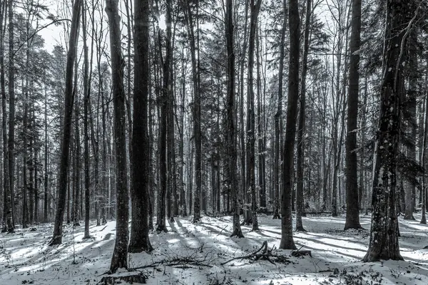 Ormandaki bir ağacın gri tonlu görüntüsü.