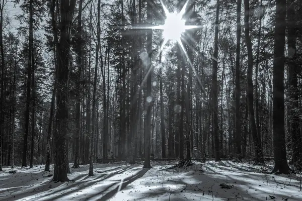 Çam ormanlı güzel kış manzarası