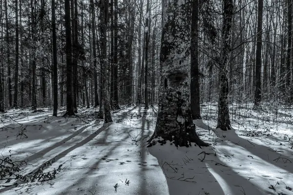 Güzel kış manzara Polonya