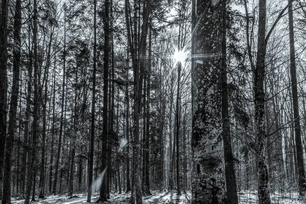 Çam koruluğunda patikası olan kış ormanı