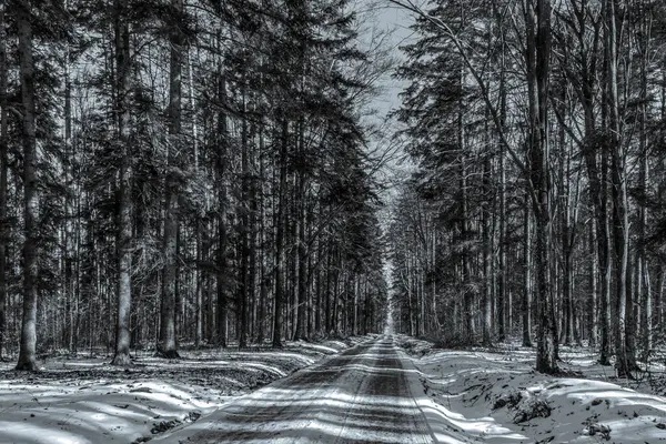 Kışın karlı ormanda yol