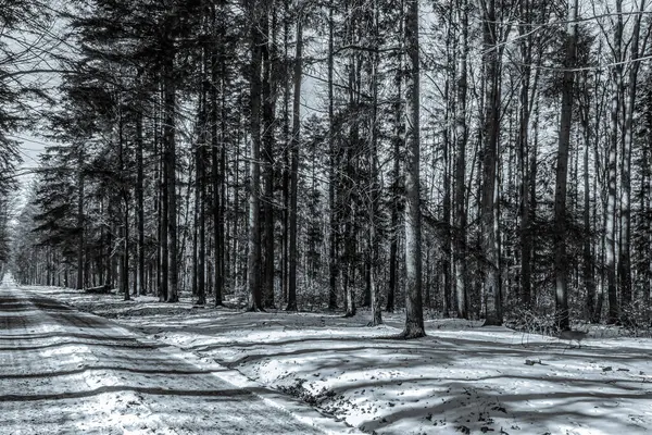 Yol ve ağaçlarla kaplı kış manzarası