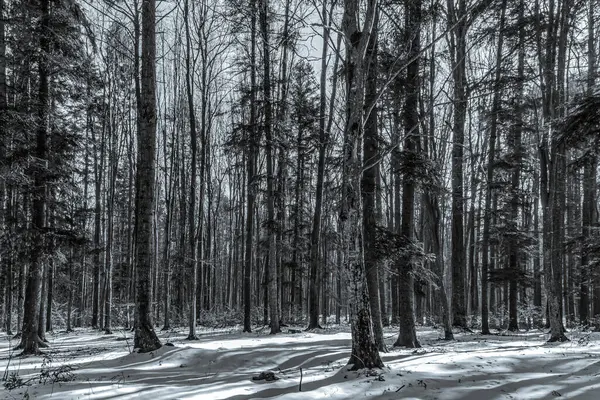 Ormanın güzel manzarası