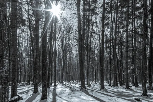 Kardaki kış ormanı, ağaçların dalları ve ağaçları