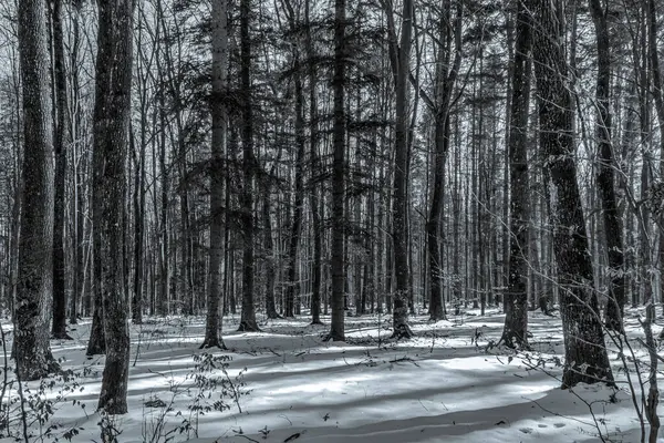 Kışın siyah ve beyaz orman