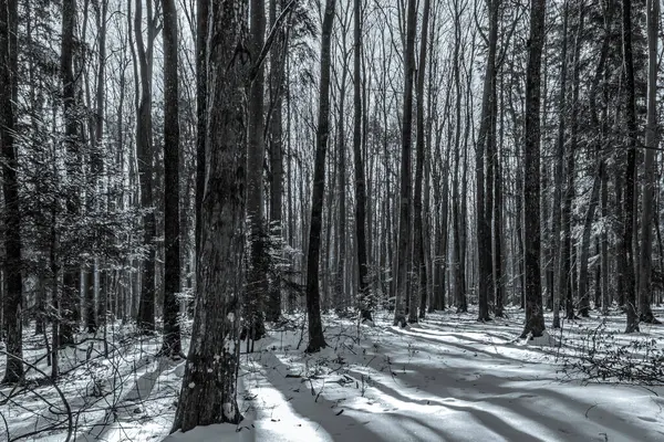 Güzel bir kış ormanı manzarası