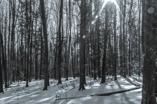 Kış karla kaplı ağaçlar parkta