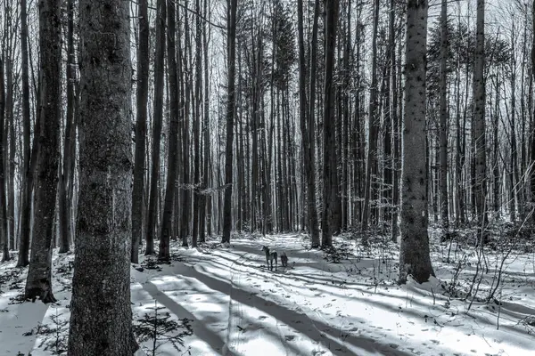 Karlı ağaçlar ve uzun gövdelerle dolu güzel bir manzara. Bir kış günü, Letonya..