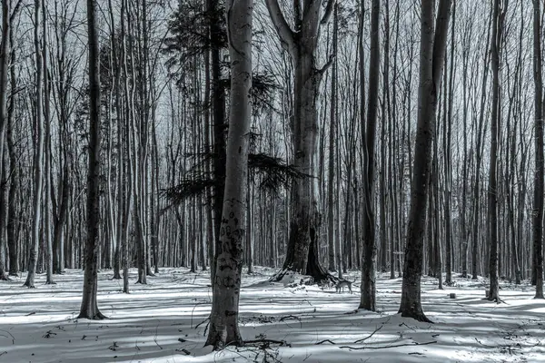 Siyah ve beyaz kış manzarası