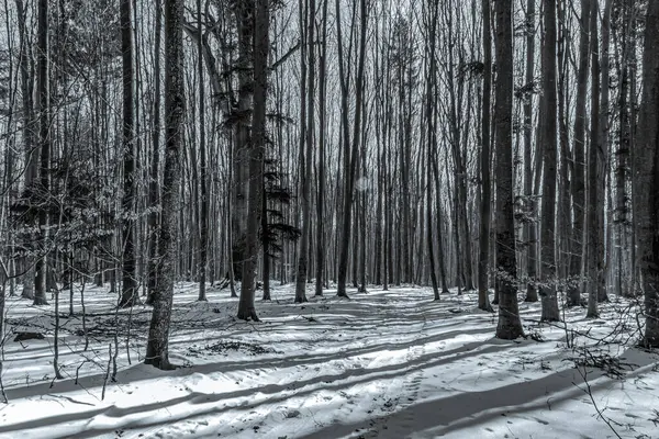 Kışın ağaçlı orman