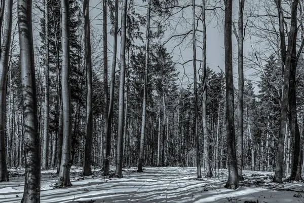 Çam ağaçlarıyla kaplı güzel kış manzarası