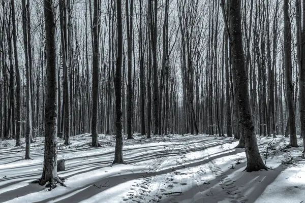 Karla kaplı kış manzarası
