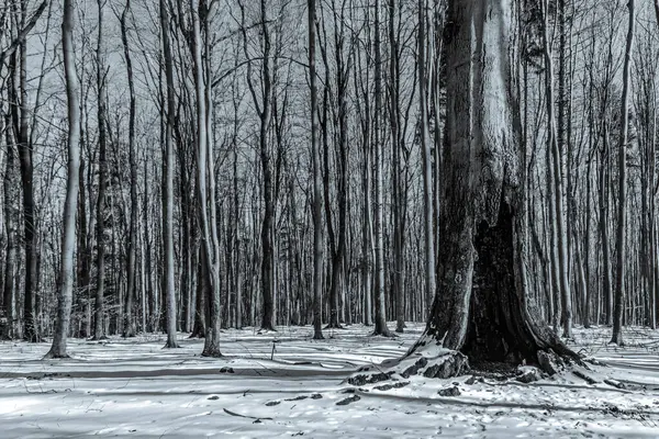 Karla kaplı ağaçlarla kaplı kış manzarası