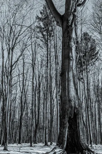 Karla kaplı ağaçlarla kaplı kış manzarası