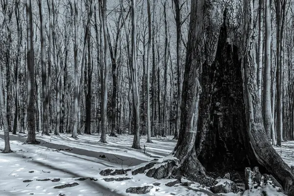 Parkın kış manzarası