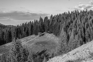 Orman, Karpatlar, Doğa Fotoğrafları - Avrupa, Doğu Avrupa, Romanya 