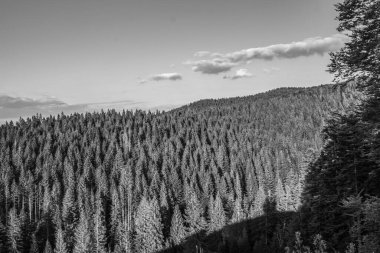 Orman, Karpatlar, Doğa Fotoğrafları - Avrupa, Doğu Avrupa, Romanya 